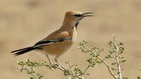 زاغ بور تنها پرنده بومی انحصاری اندمیک ایران در مناطق بیابانی یزد- اردکان