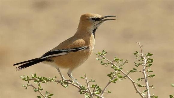 زاغ بور تنها پرنده بومی انحصاری اندمیک ایران در مناطق بیابانی یزد- اردکان