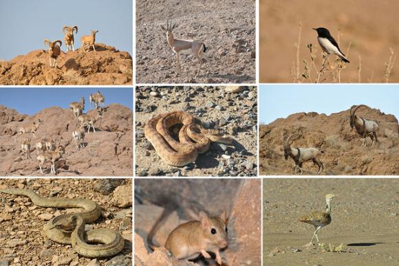 محافظت از30 گونه پرنده وبیش از 20 گونه جانور در منطقه سیاه کوه اردکان